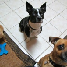 dogs begging