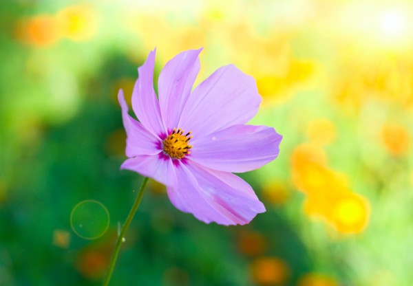 flower with sun beam