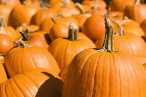 Group of pumpkins.