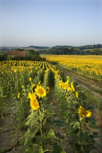 Sunflower field, Tuscany.