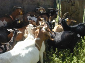 goat crowd