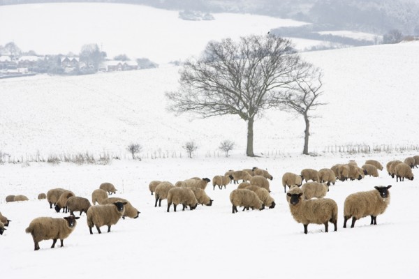 Sheep Standing In A Snow Filled Field #photo challenge