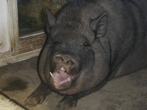 priscilla yawning2
