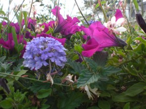 Flowers
