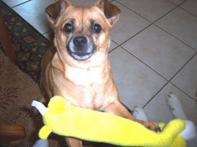 chihuahua