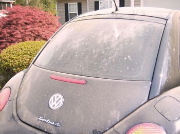 pollinated volkswagen