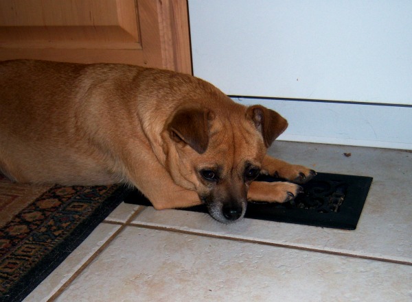 dog on the heat vent